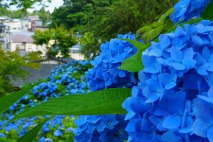 5 Hydrangea Destinations Across Tohoku