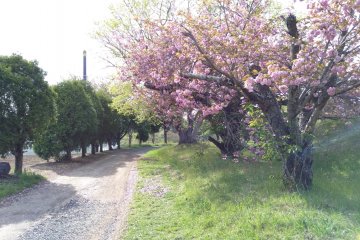 The park is filled with cherry trees, but I only saw the final moments of the mid-April bloom on my visit.