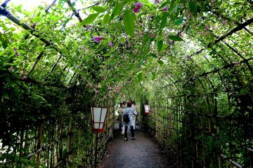 Flower tunnel of Japanese bush clovers