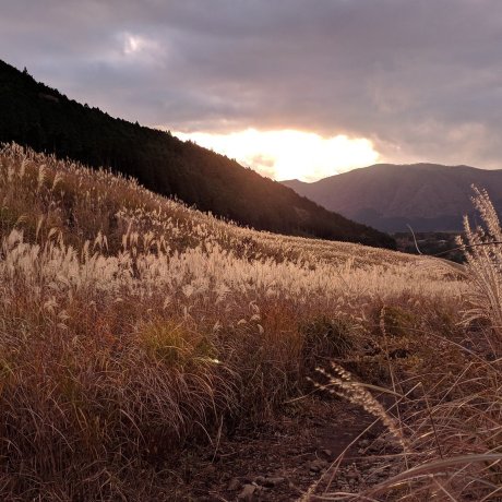 Pampas Grass Spots in the Kanto Region