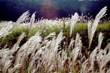 Kanagawa's Sengokuhara Plateau is filled with pampas grass during the autumn season
