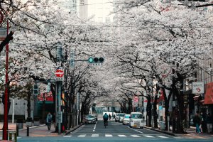 9 Tips for Your First Trip to Japan