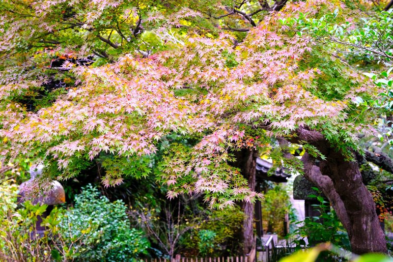 Seasonal foliage, Ankokuronji Temple