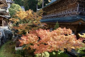 Vibrant foliage against temple buildings