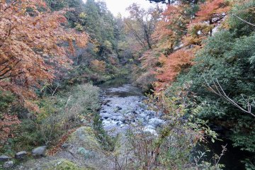 Autumn leaves along the gorge