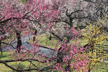Jindai Botanical Garden Plum Festival