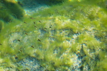  little fish tide pool Ama beach