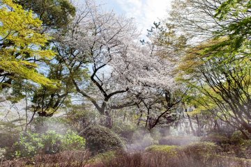 Gotenyama Sakura Festival 2025