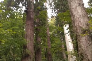 Aisle of cedars 