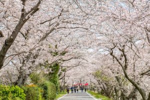 One of the highlights is a two kilometer-long sakura tunnel