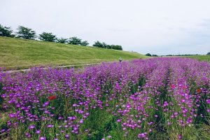 Pink field in Fukiage site