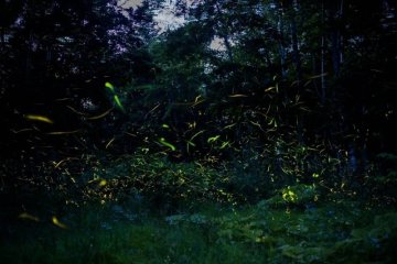 Firefly Viewing at Okawa Onsen Takegasawa Park