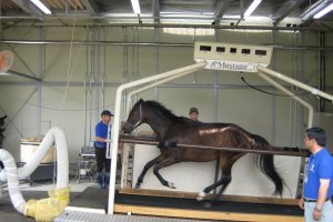 Race horse tread mill as seen on JRA facilities tour.