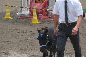 Not only race horses. In the land of miniature and cute, a horse festival wouldn&#39;t be complete without miniature ponies.