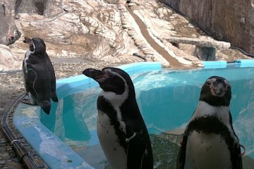 The famous penguins
