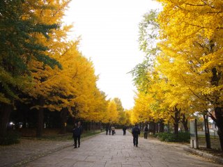 Des arbres dor&eacute;s bordent un chemin dans le parc Nakajima