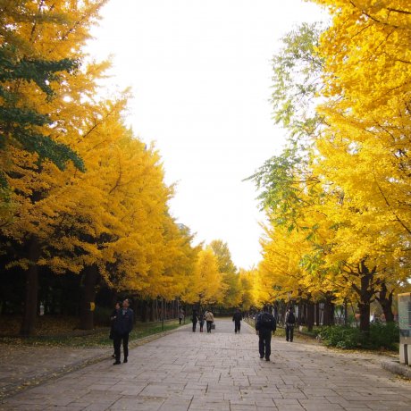 가을의 나카지마코엔