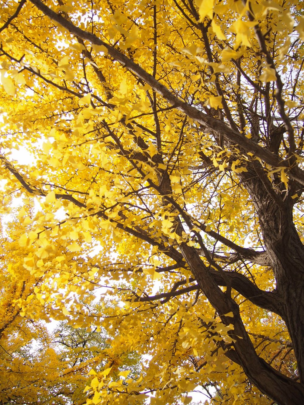 황금색 잎들의 아름다운 광경