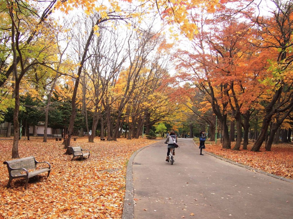 Đi bộ từ công viên Maruyama đến đền thờ sẽ rất tuyệt đối với một ngày mùa thu đầy nắng.