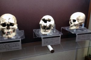 Skulls of our ancestors at the Okumatsushima Jomon Village Museum