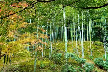 <p>Bamboo forest behind the garden</p>