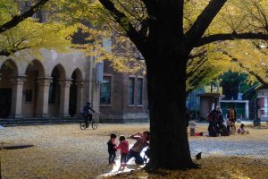 The campus is open to public, so a lot of people come during the gingko season. Children seem to love playing with the leaves.