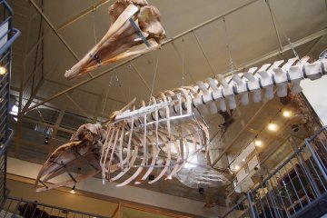 The skeleton of a whale hangs overhead.