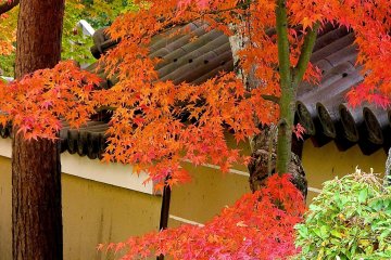 가을의 찬란한 색깔들