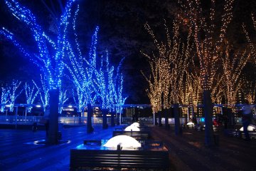 <p>LED bulbs that cover&nbsp;almost every&nbsp;tree</p>