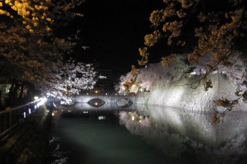 Main bridge to Fukui Castle and cherry blossoms at night