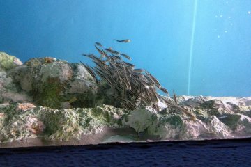 <p>These fish always travel in a group, even with no predators around</p>