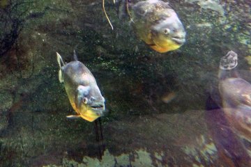 <p>The piranhas&nbsp;welcome you with their hungry eyes.</p>