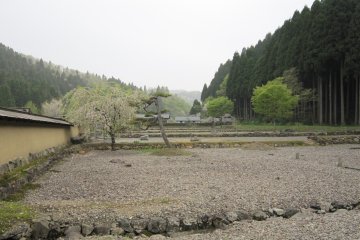 Inside the Samurai residences. Pine woods are in the background
