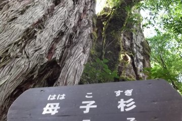 <p>Hahakosugi (Mother and child cedars), both a handy 2600 years old</p>