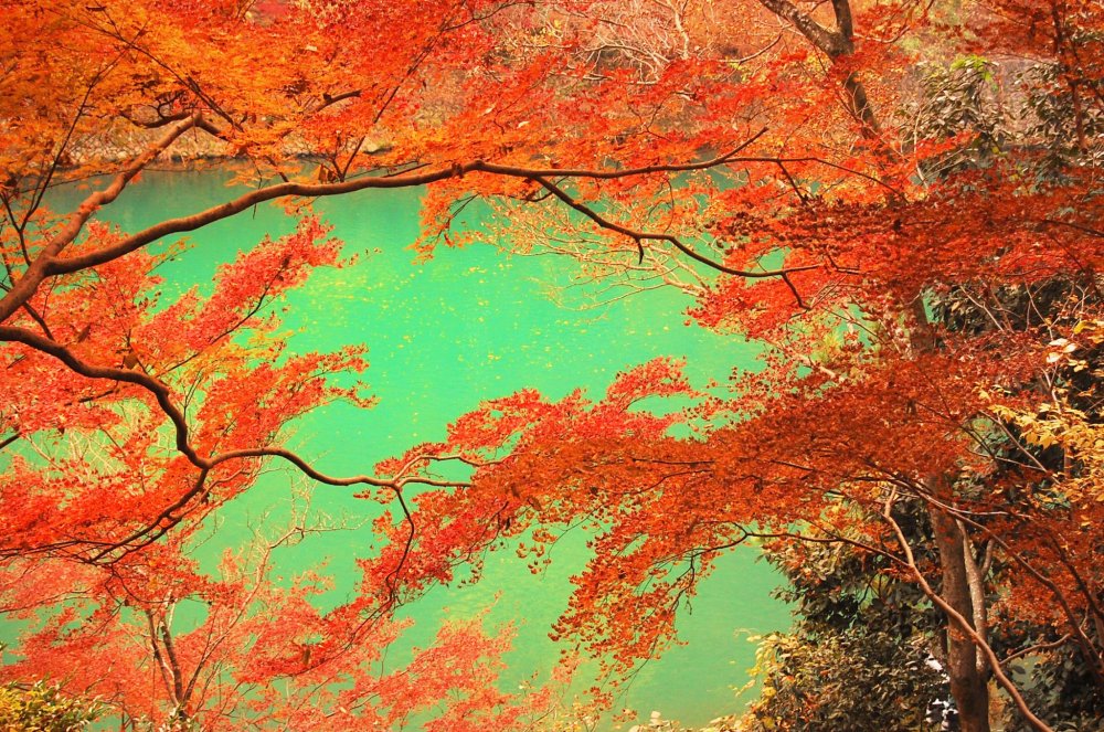 Autumn at Hozugawa River - Arashiyama, Kyoto - Japan Travel