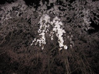 しだれ桜、夜桜風景