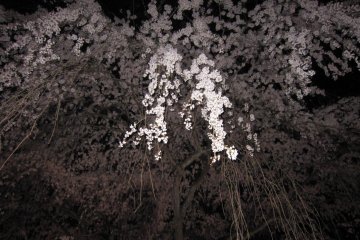 Weeping cherry at night