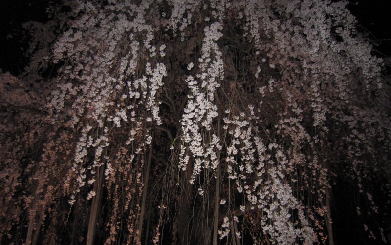 370-year-old weeping cherry