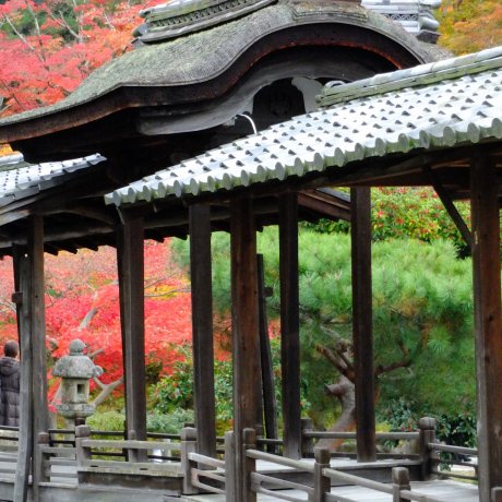 Kodai-ji Temple's Lovely Grounds
