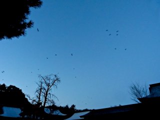 A flock of crows heading out