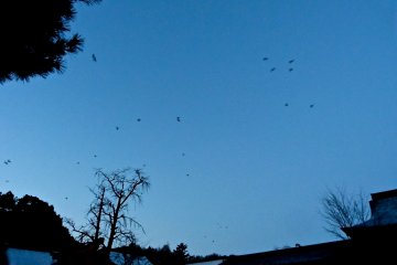 <p>A flock of crows heading out</p>