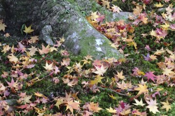 <p>Maple leaves blanket a moss carpet</p>