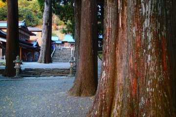300년 이상된 사찰 구내에 있는 나무들