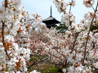 Les cerisiers en fleurs offrent un cadre parfait &agrave; la pagode