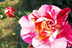 Oga farm's Delstavo rose--my favorite!