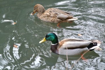 <p>Sanshiro Pond and its many carp&nbsp;and birds&nbsp;</p>