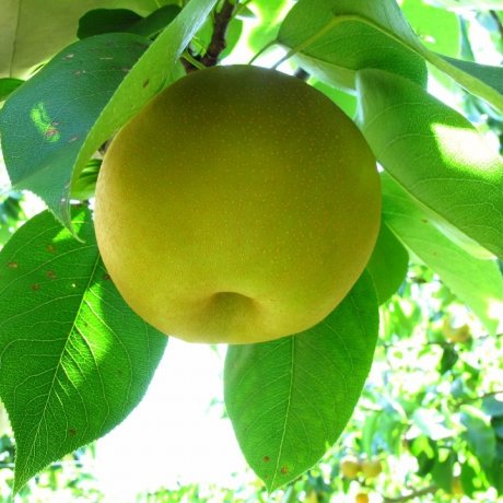Pear-picking in Matsumoto Garden