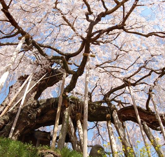 <p>ต้น Ishidatami&#39;s weeping cherry ที่ภาคภูมิใจและยินดีของหมู่บ้าน</p>