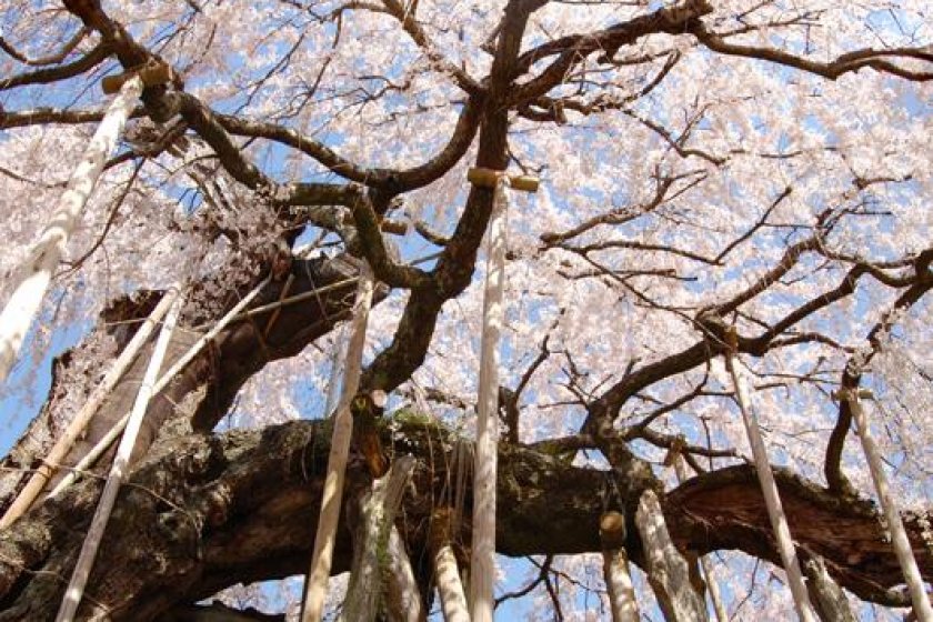 ต้น Ishidatami's weeping cherry ที่ภาคภูมิใจและยินดีของหมู่บ้าน