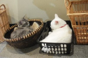Shimon and Kuri love baskets of all shapes.